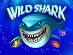 Wild Shark